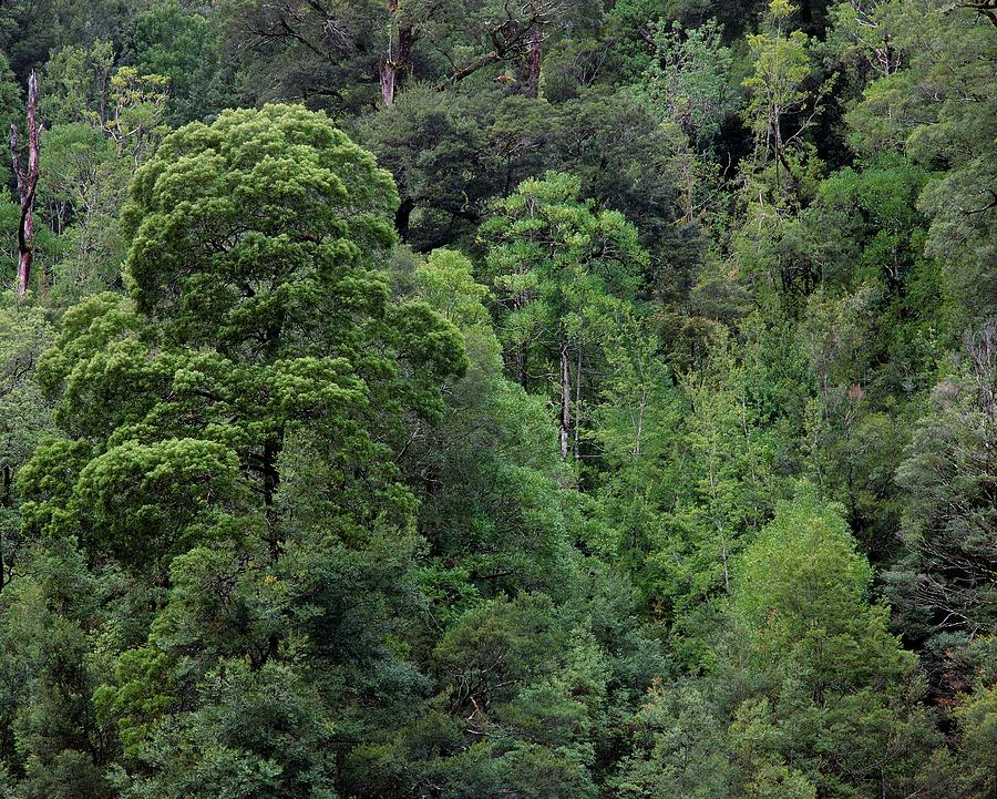 temperate rainforest trees
