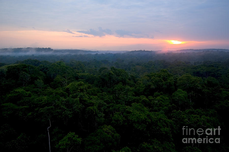 Rainforest Photograph - Canopy Of Amazon Rain Forest At Sunrise by Gregory G. Dimijian, M.D.