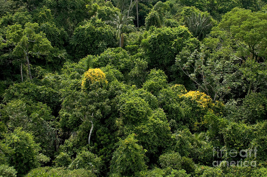 Canopy Of Amazon Rain Forest Photograph by Gregory G. Dimijian, M.D.