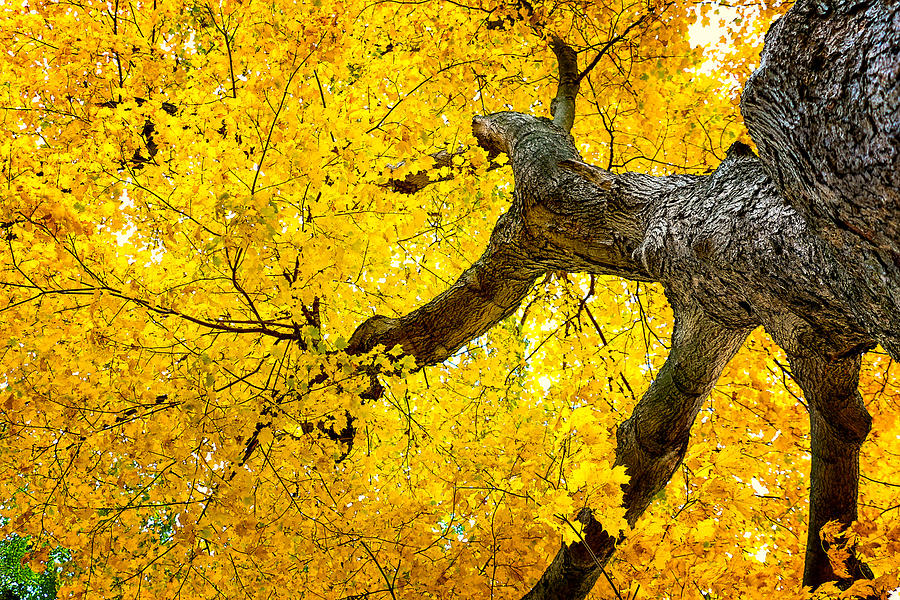 Canopy of Autumn Leaves Photograph by Tom Mc Nemar