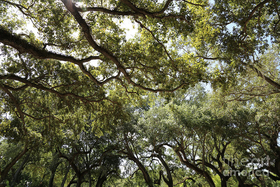 Canopy of Live Oaks Photograph by Carol Groenen