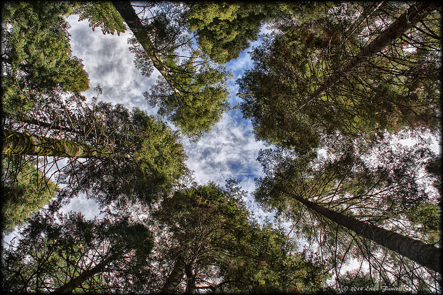 Canopy of Trees Photograph by Erika Fawcett