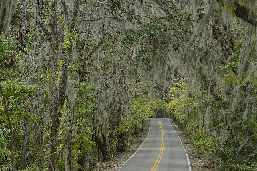 Tallahassee Photograph - Canopy Road by Christian Heeb