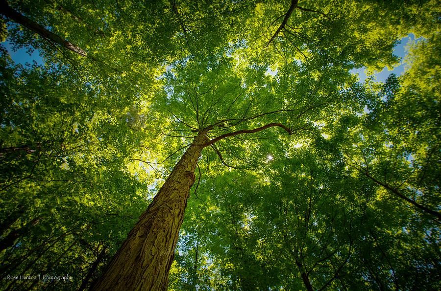 Canopy Photograph by Ross Henton