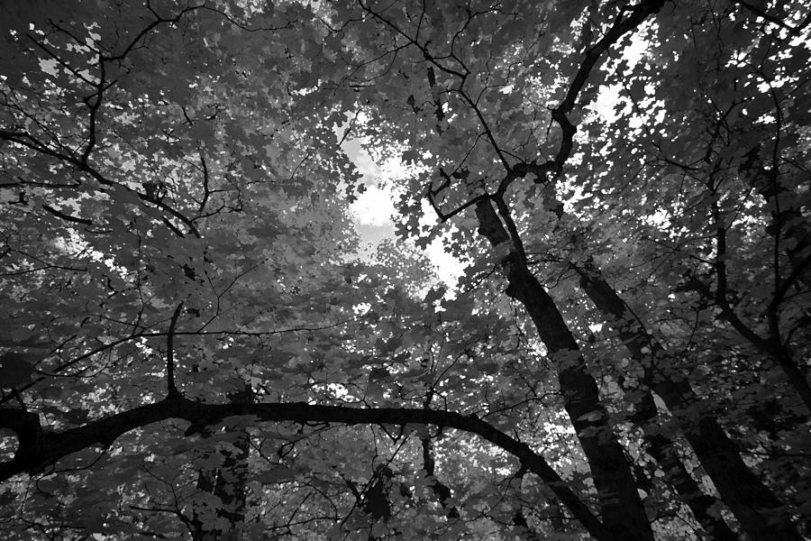 Canopy Photograph by Tom Kelly