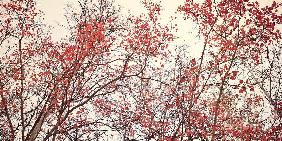 Tree Photograph - canopy trees II by Priska Wettstein