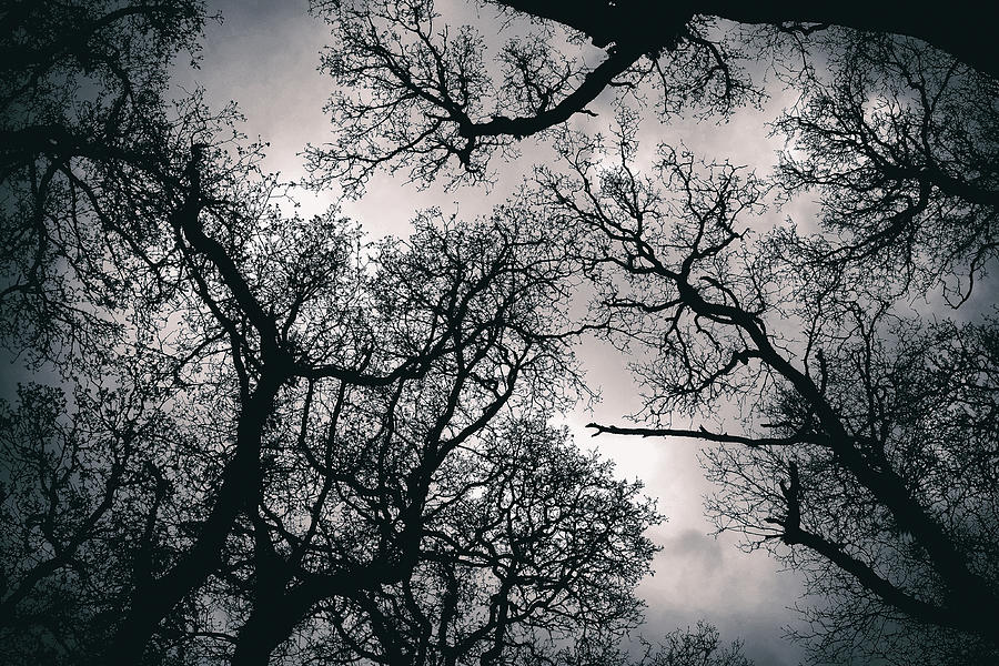 Canopy treetop  Photograph by Fabrizio Troiani