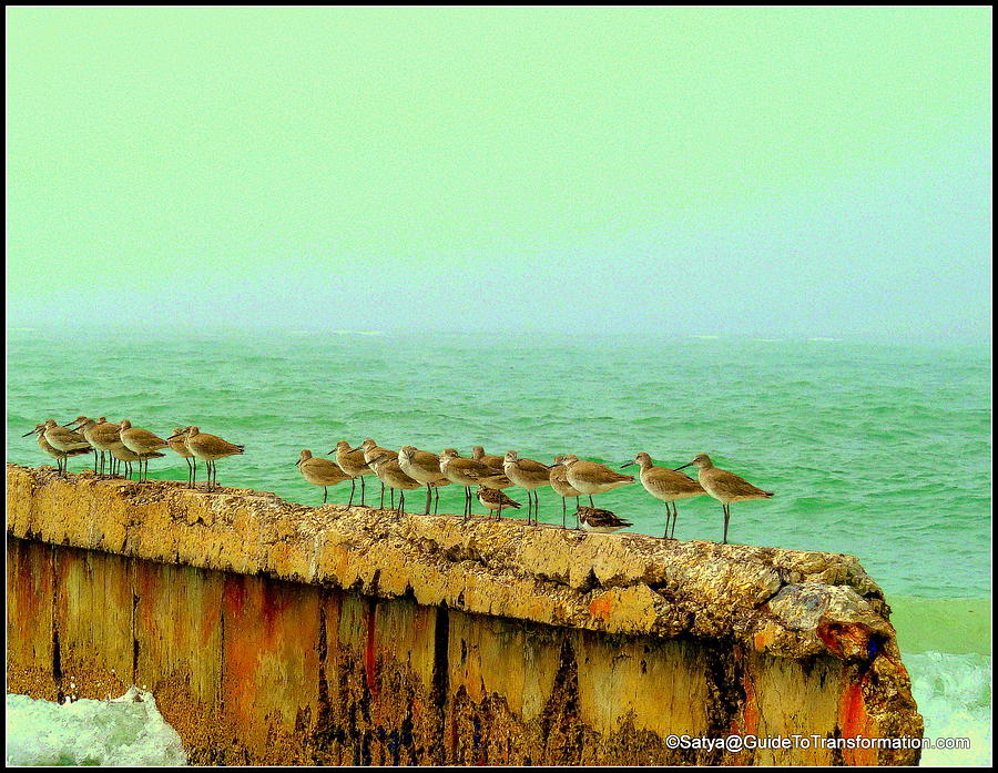 Birds Photograph - Cant Go Yet Ralphs Still Sitting by Satya Winkelman Birds Photograph - Cant Go Yet Ralphs Still Sitting by Satya Winkelman