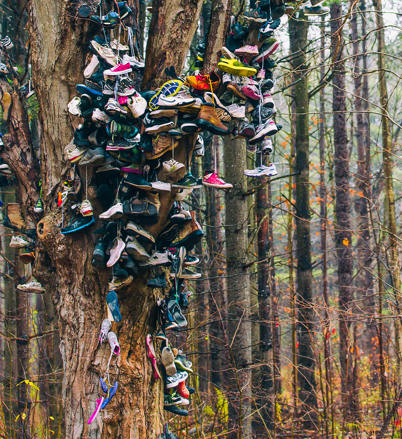 Cant see the Forest for the Shoes Photograph by James Canning