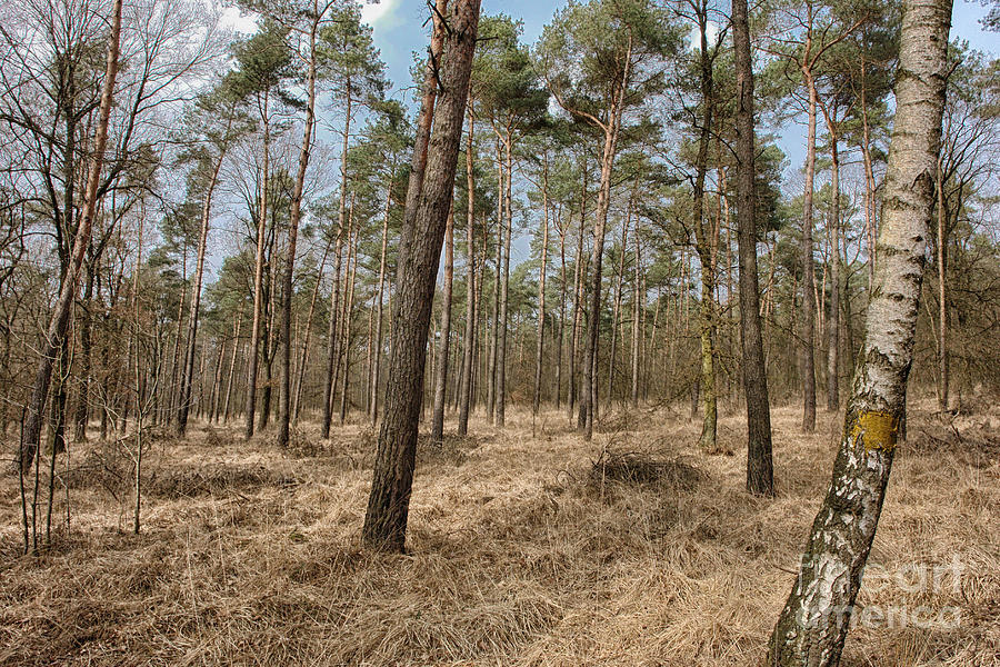 Can't See The Forest For The Trees Photograph by Brothers Beerens