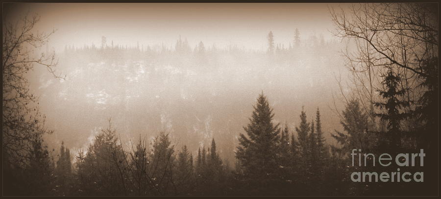 Winter Photograph - Cant See The Forest For The Trees by Art Studio