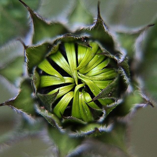 Asteraceae Photograph - Cant Wait For My #sunflowers To Open! by Miss Wilkinson