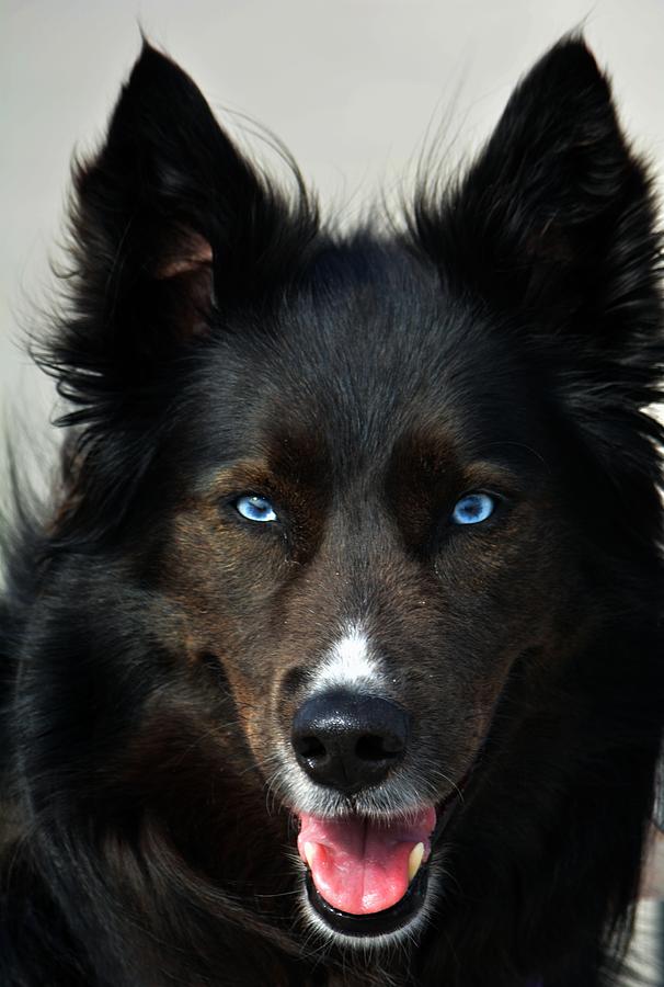 Dog Photograph - Cant Wait Til Tomorrow Cause I Get More Handsome EVERY Day by Robert McCubbin