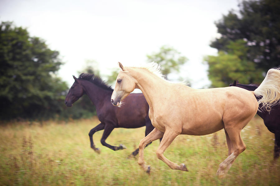 Nature Photograph - Cantering Horses by Sasha Bell