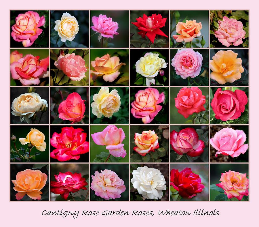 Rose Photograph - Cantigny Rose Garden Roses by Rosanne Jordan
