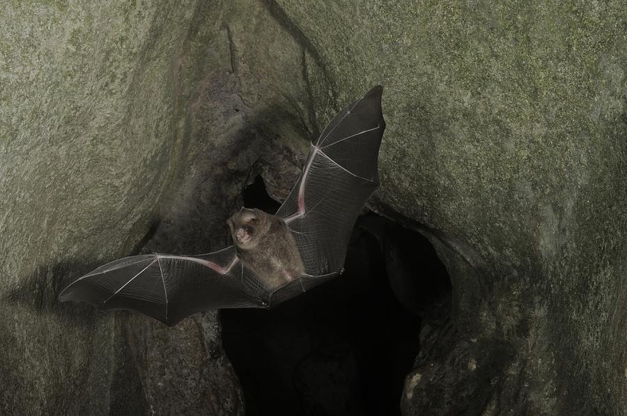 Cantors Roundleaf Bat In Flight Photograph by Fletcher & Baylis