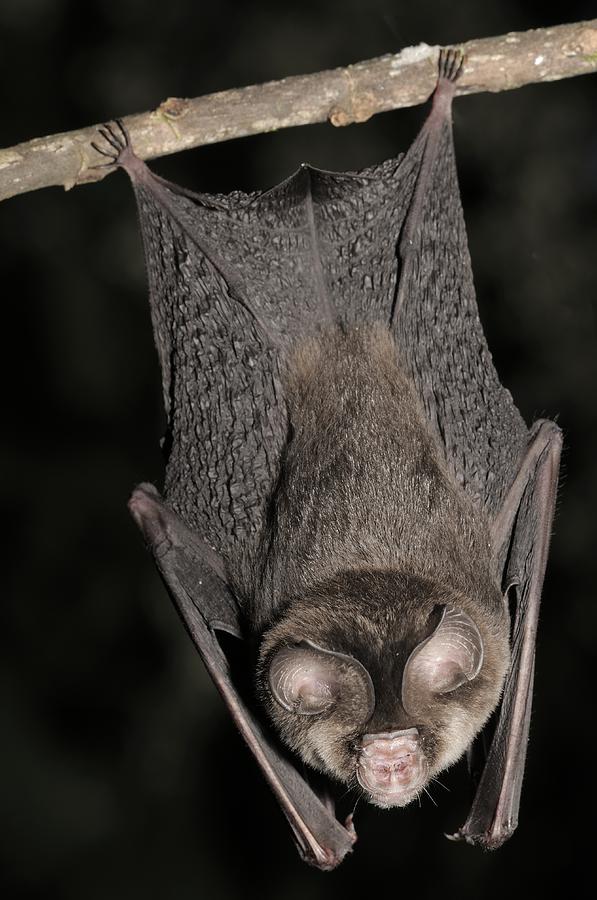 Cantors Roundleaf Bat Roosting Photograph by Fletcher & Baylis - Fine ...