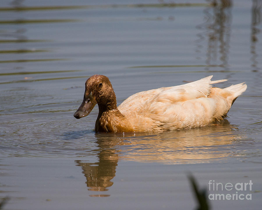 Duck Photograph - Canvasback by Dale Nelson