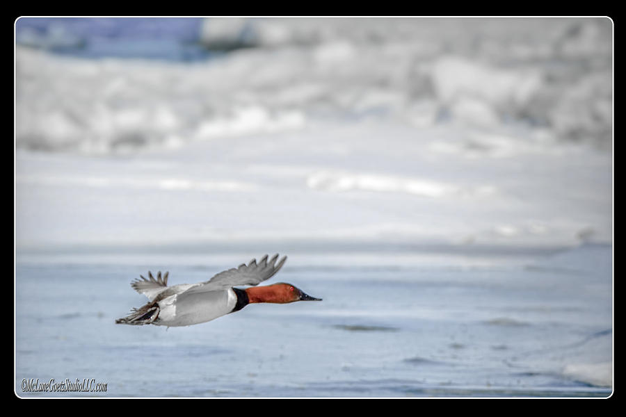 Duck Photograph - Canvasback Duck on Ice by LeeAnn McLaneGoetz McLaneGoetzStudioLLCcom