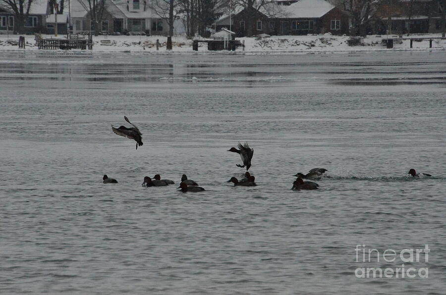 Canvasback Ducks landing in water Photograph by Randy J Heath