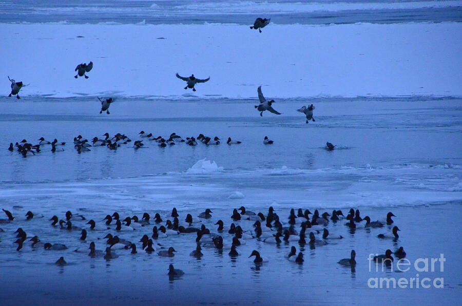 Canvasback Ducks landing Photograph by Randy J Heath
