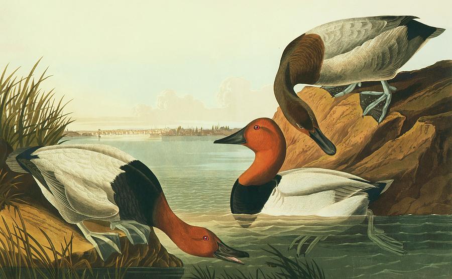 Canvasback Ducks Photograph by Natural History Museum, London/science ...