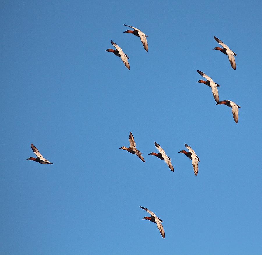 Canvasback Flock Flight Photograph by John Dart