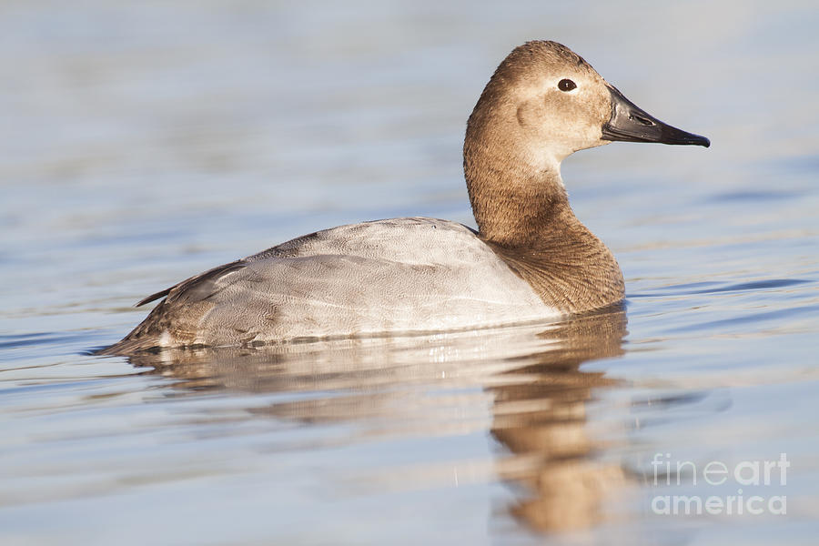 Canvasback duck in Morning light Photograph by Ruth Jolly