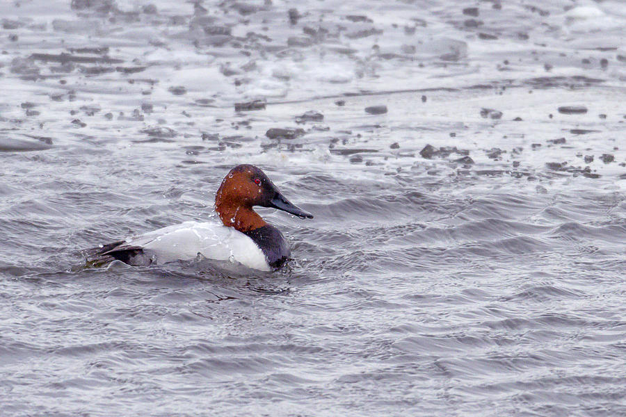 Canvasback Photograph by Jack R Perry