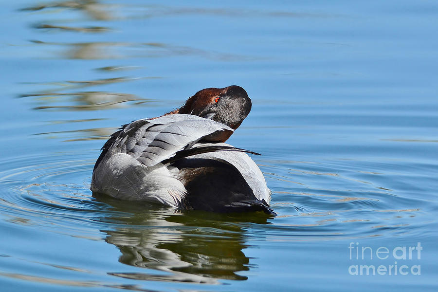 Canvasback Male Preening Photograph by Kathy Baccari