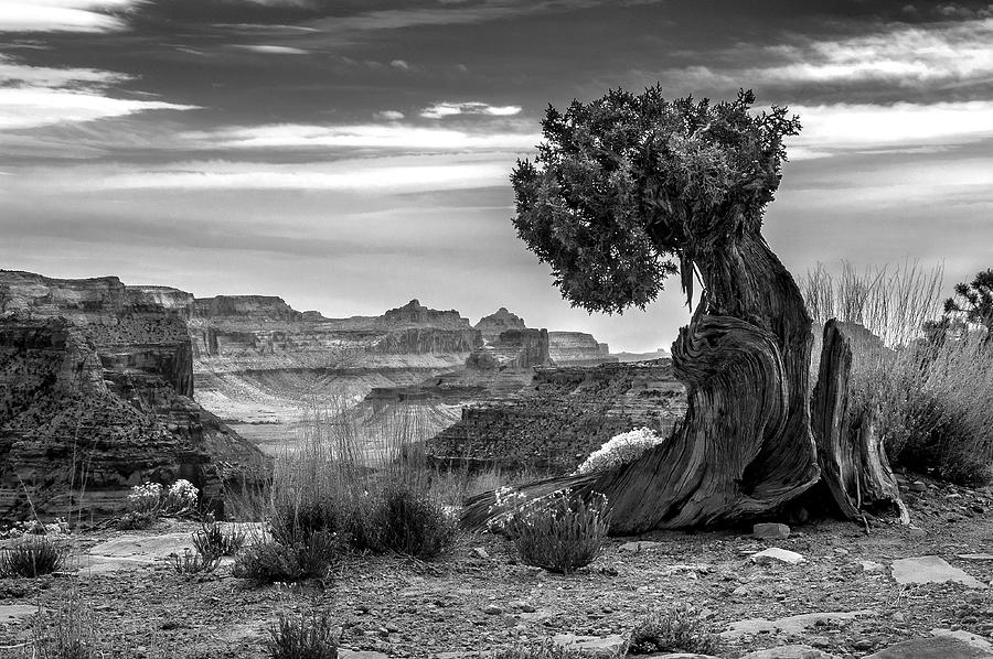 Grand Canyon National Park Photograph - Canyon and Twisted Pine by Lori Grimmett