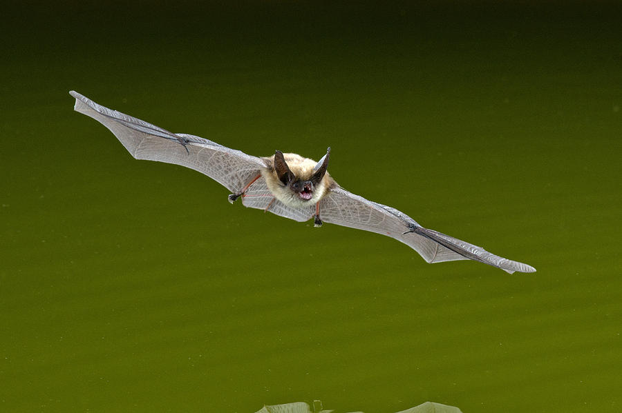 Canyon Bat Photograph by Anthony Mercieca