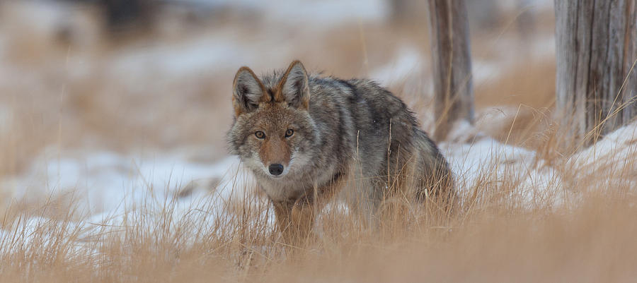Canyon Coyote Photograph by Kevin Dietrich