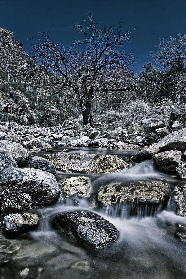 Canyon Creek Photograph by Leda Robertson