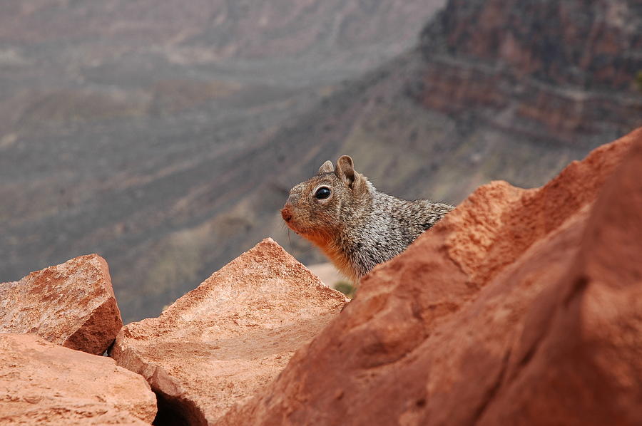 Grand Canyon National Park Photograph - Canyon Critter by Paul Harris