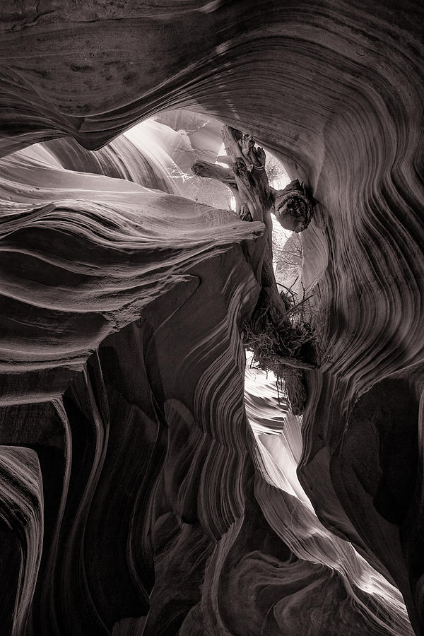 Canyon Driftwood by Brad Brizek Canyon Driftwood by Brad Brizek