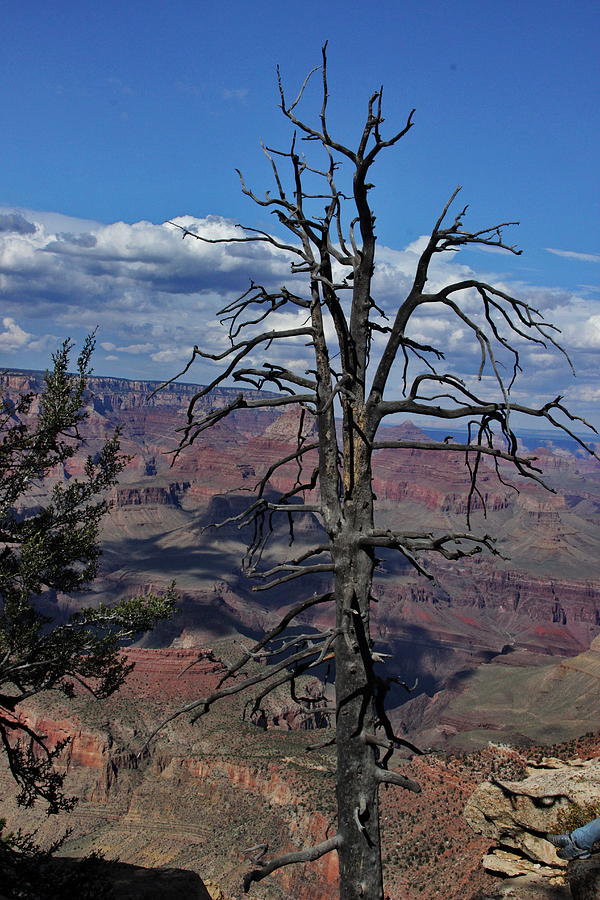 Grand Canyon National Park Photograph - Canyon Guard by Marv Russell