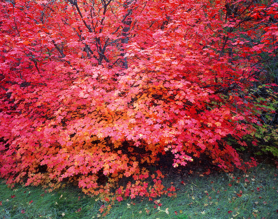 Canyon Maple Tree Photograph by Mike Norton