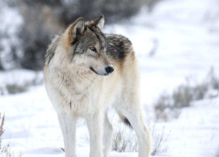 Canyon Pack wolf Photograph by Deby Dixon