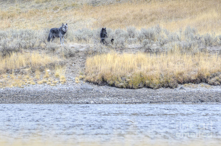 Canyon Pack wolves Photograph by Deby Dixon