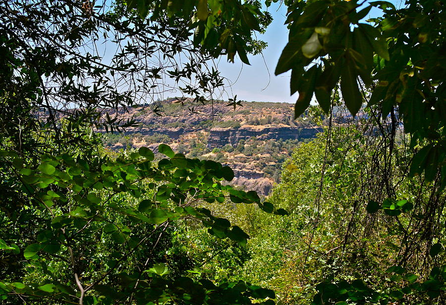 Canyon Peeks Through the Trees Photograph by Michele Myers