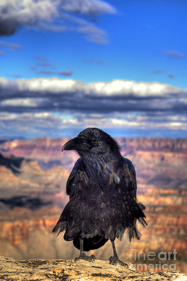 Raven Photograph - Canyon Raven by K D Graves
