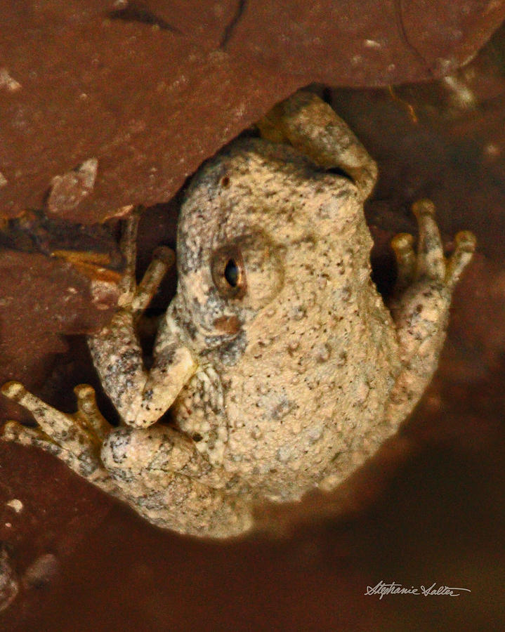 Canyon Tree Frog Photograph by Stephanie Salter