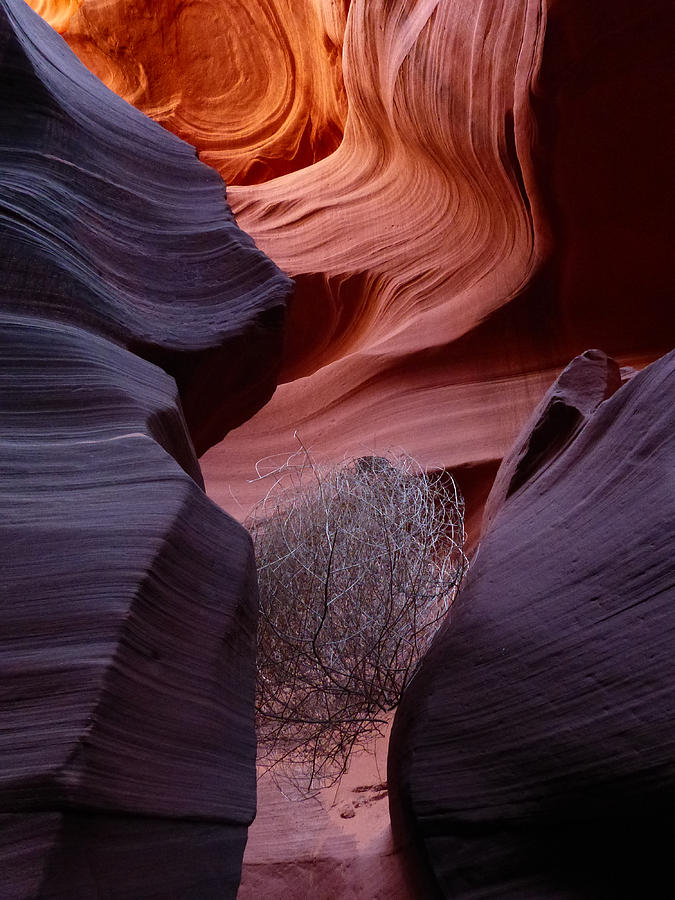 Canyon Tumbleweed Photograph by Alan Socolik