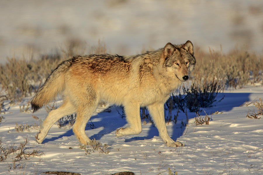 Canyon Wolf 2 Photograph by Keith R Crowley | Fine Art America