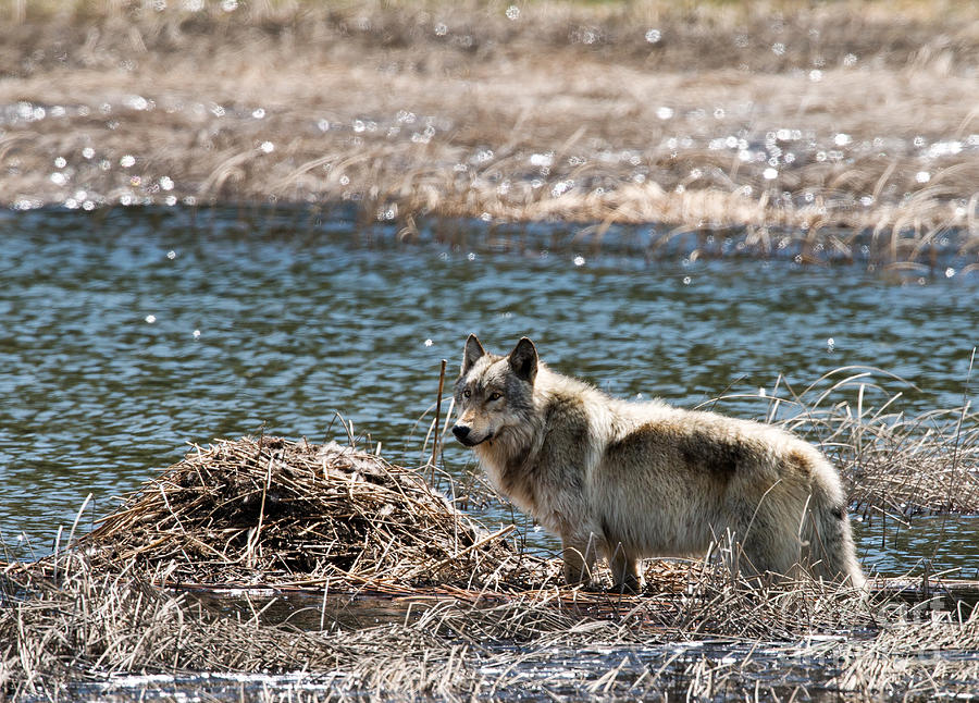 Canyon Wolf Photograph by Shannon Carson