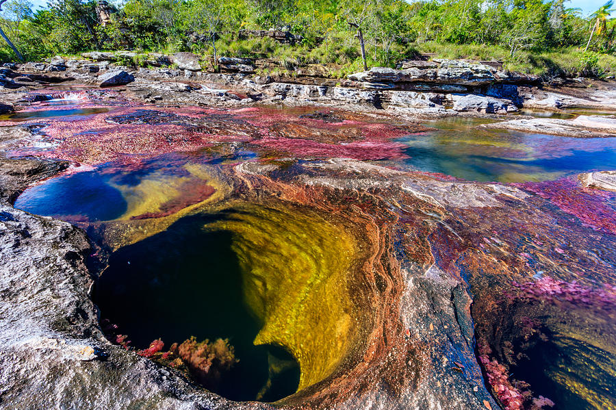 Caño Cristales, River of Five Colors Photograph by Kelly Cheng