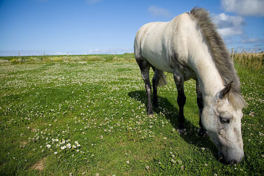 Horse Photograph - Capaillin Chonamara by Paul Lilley
