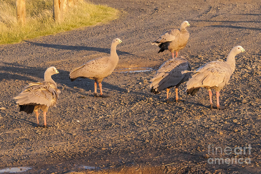 Geese Photograph - Cape Barren Geese by Bob Phillips