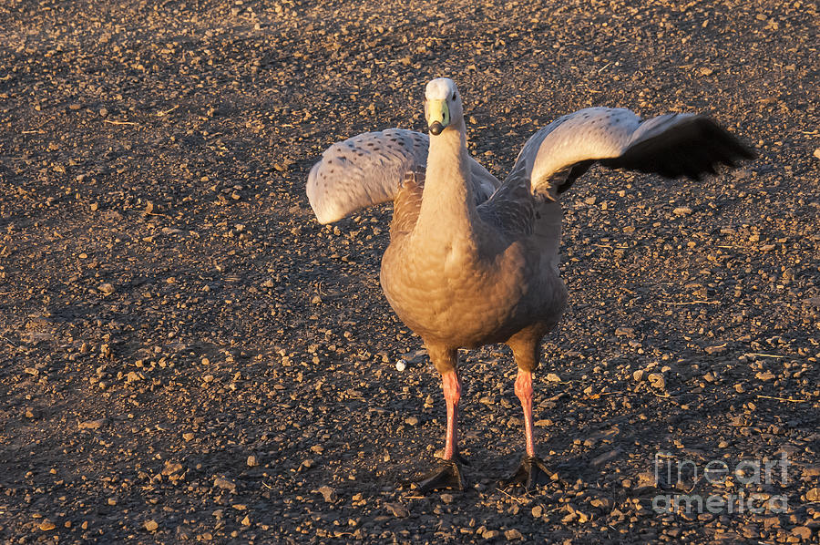 Geese Photograph - Cape Barren Goose by Bob Phillips